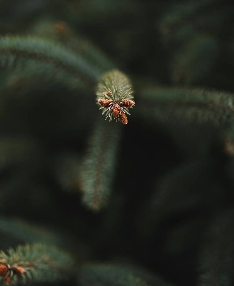 Nahaufnahme Nadelbaum