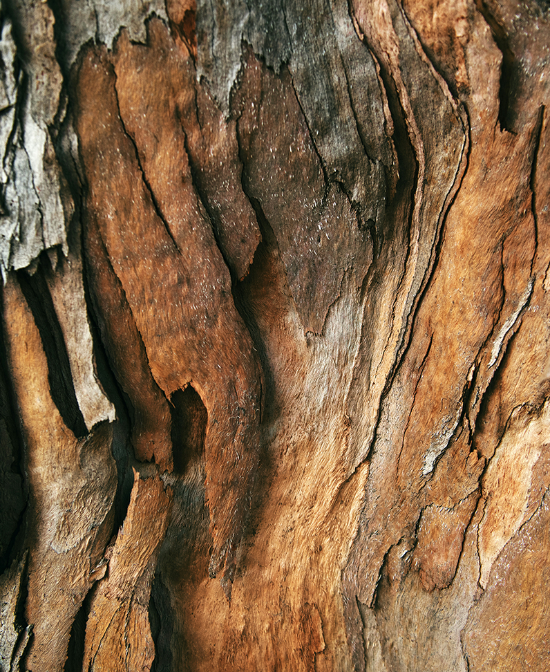 Nachaufnahme Rindenstruktur