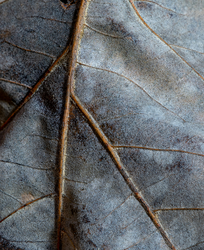 Nahaufnahme lilafarbenes Blatt mit Struktur
