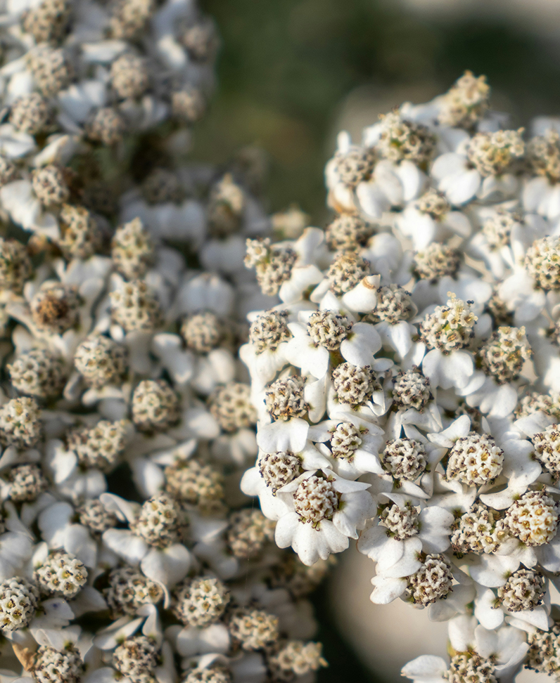 Nahaufnahme weiße Blüten