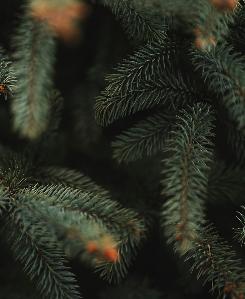 Nahaufnahme Nadelbaum