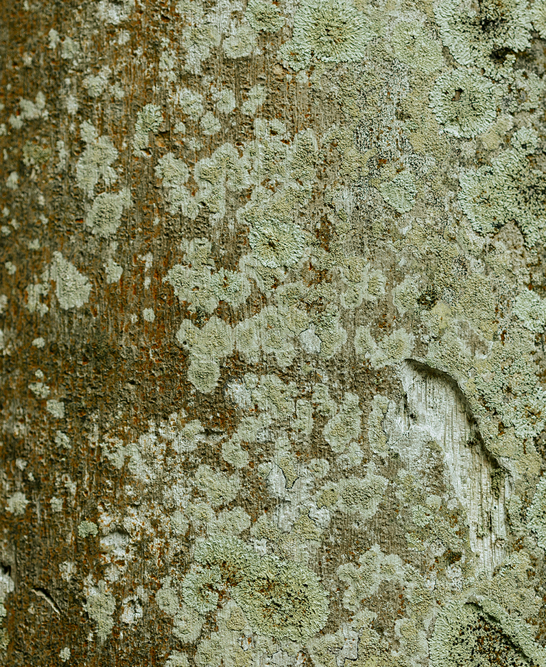 Kunstvolle Nahaufnahme eines Baumstamms