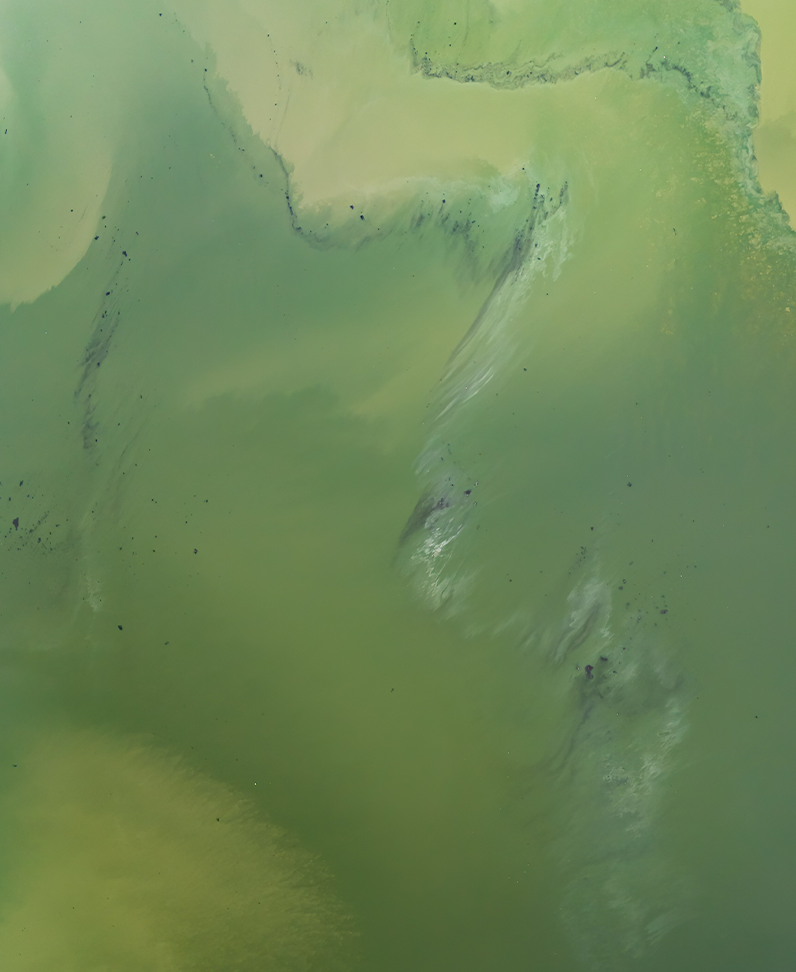 Fotografie eines veralgten Sees als Bild für die Umweltwirkungskategorie "Meerwasser-Eutrophierung"