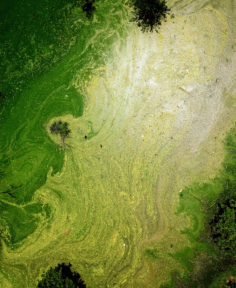 Fotografie eines veralgten Sees als Bild für die Umweltwirkungskategorie "Süßwasser-Eutrophierung"