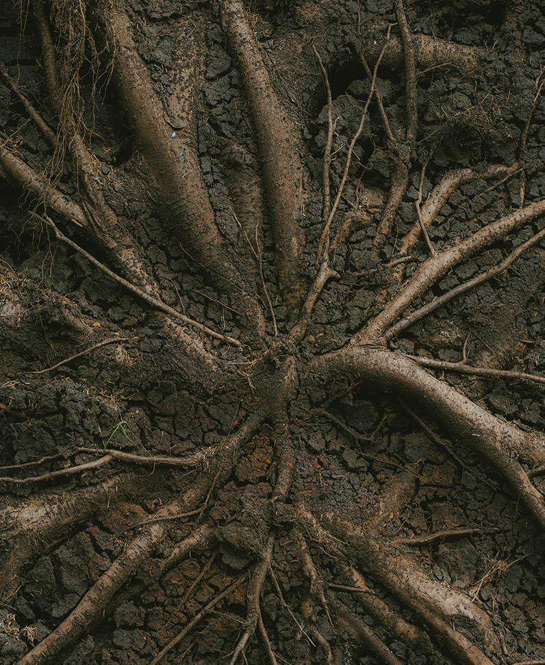 Fotografie: Wurzeln in krankem Erdboden als Symbol für die Umweltwirkungskategorie "Versauerung"