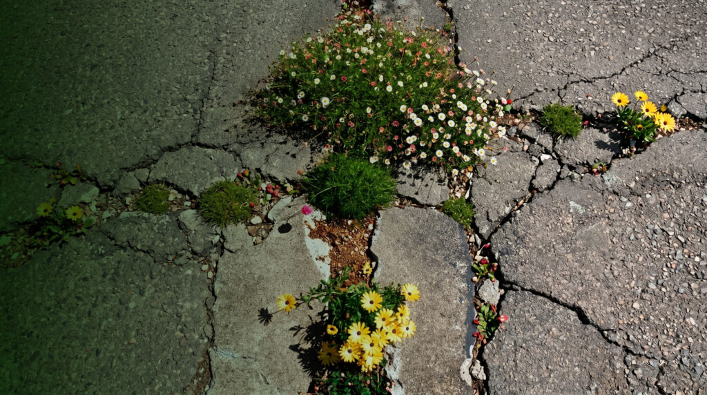 Das Bild zeigt eine asphaltierte Straße mit Rissen, aus denen Blumen wachsen.