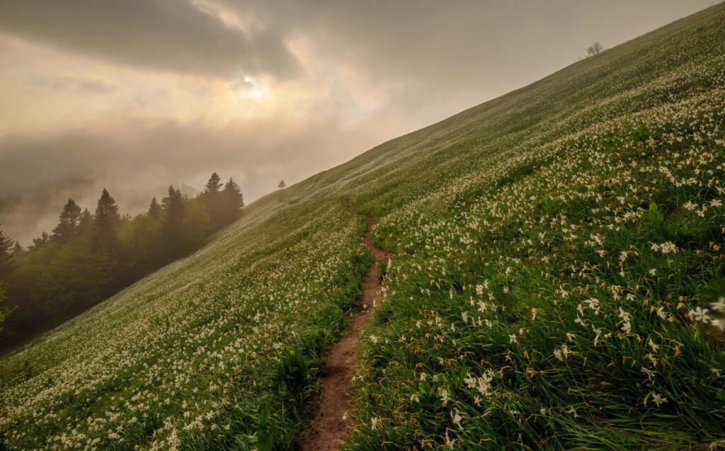 Fotografie: Wanderpfad an einem blumenübersäten Steilhang