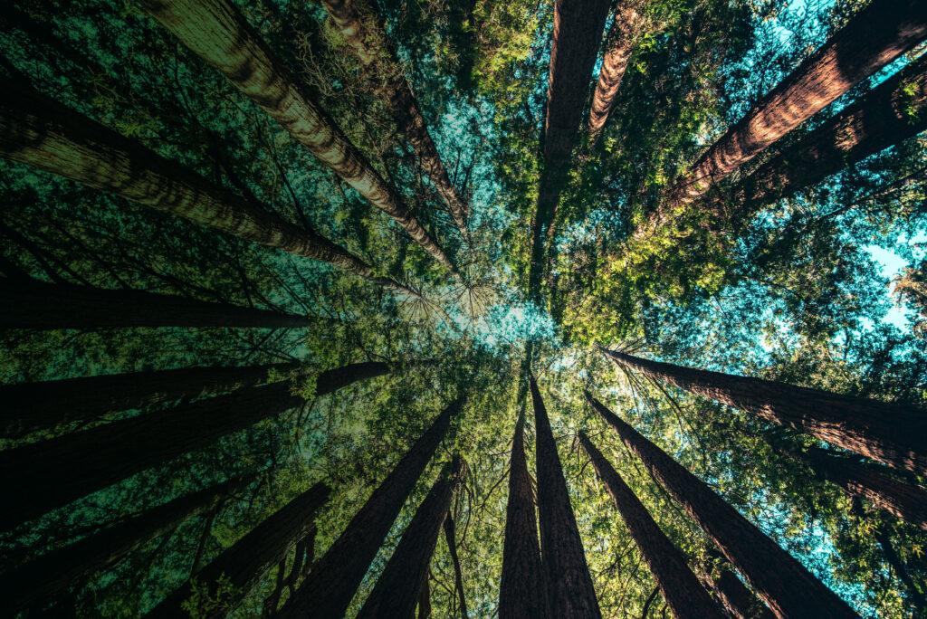 Fotografie Baumwipfel