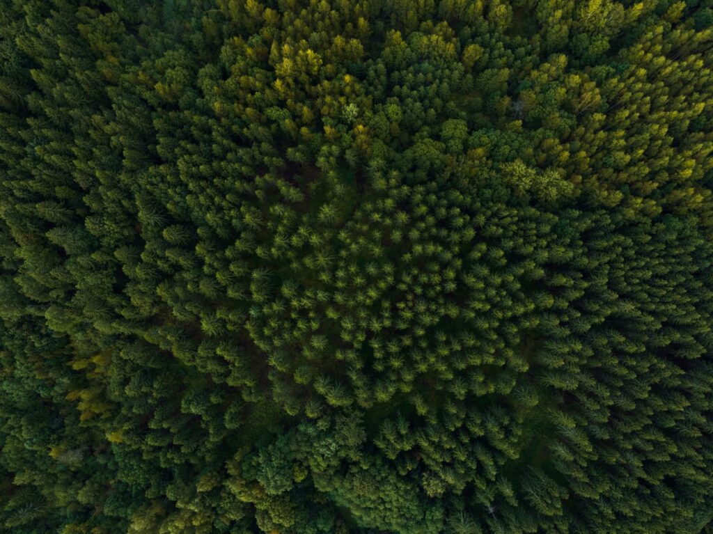Fotografie: Wald aus der Helikopterperspektive